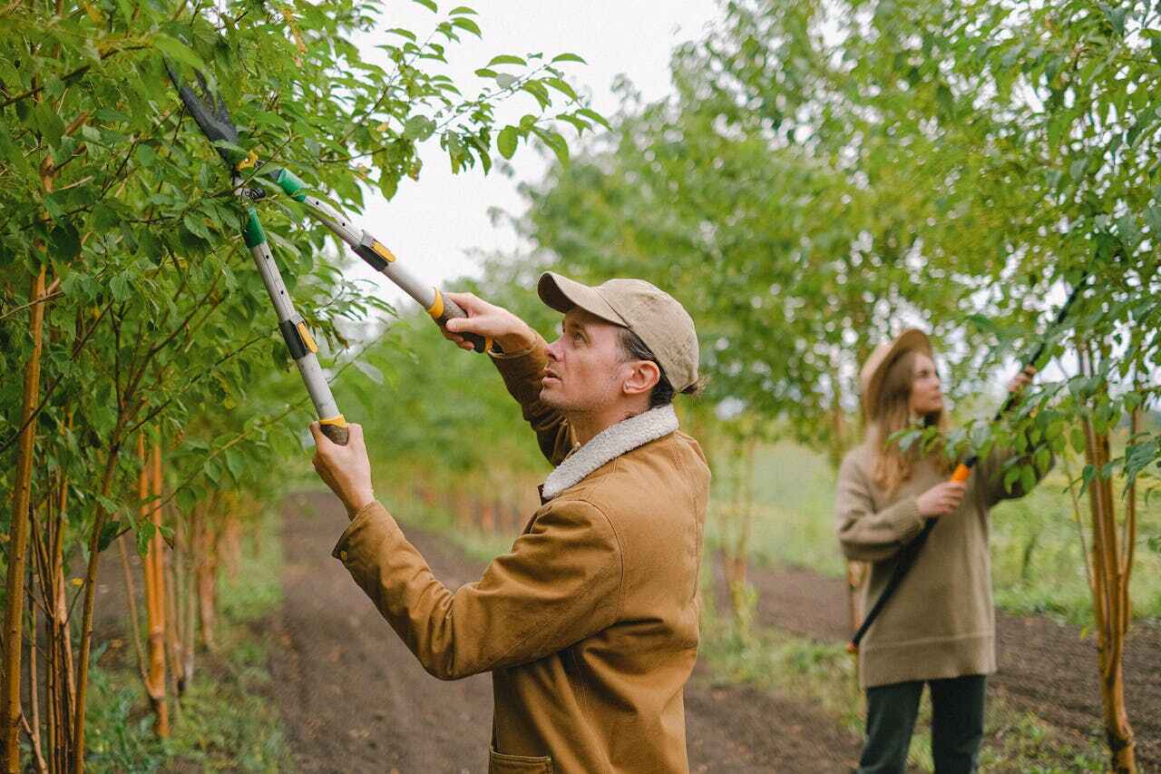 Reliable Espy, PA Tree Service Solutions